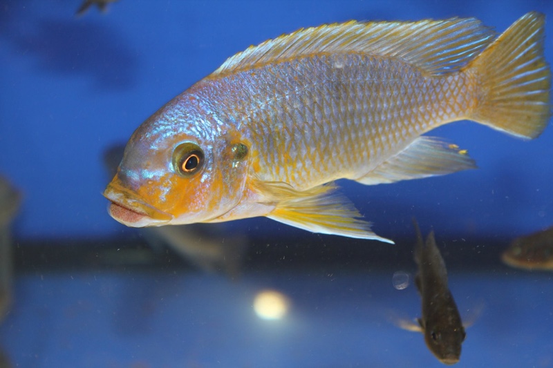 Petrotilapia palingnathos 'Chizumulu Island'